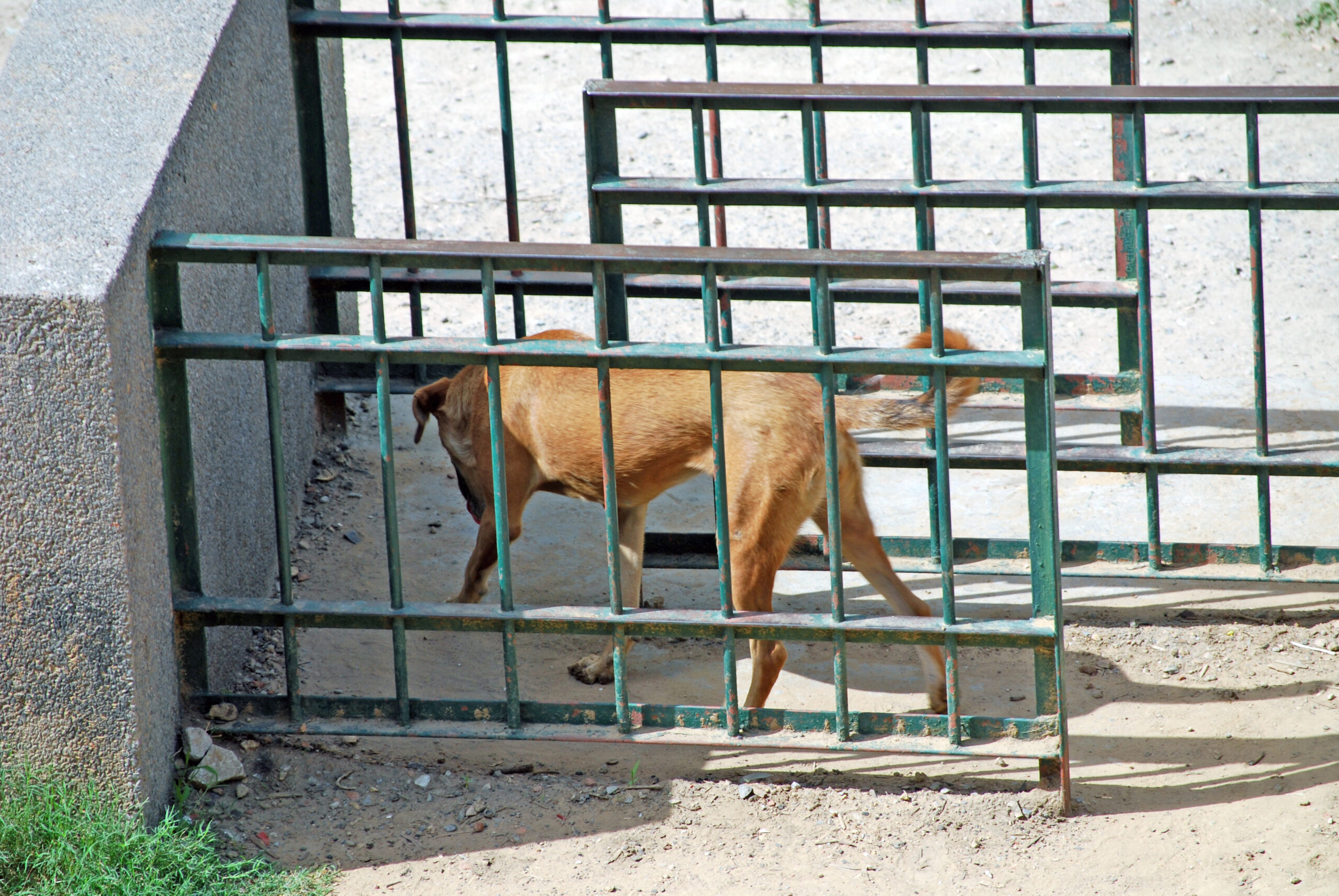 La agresividad canina