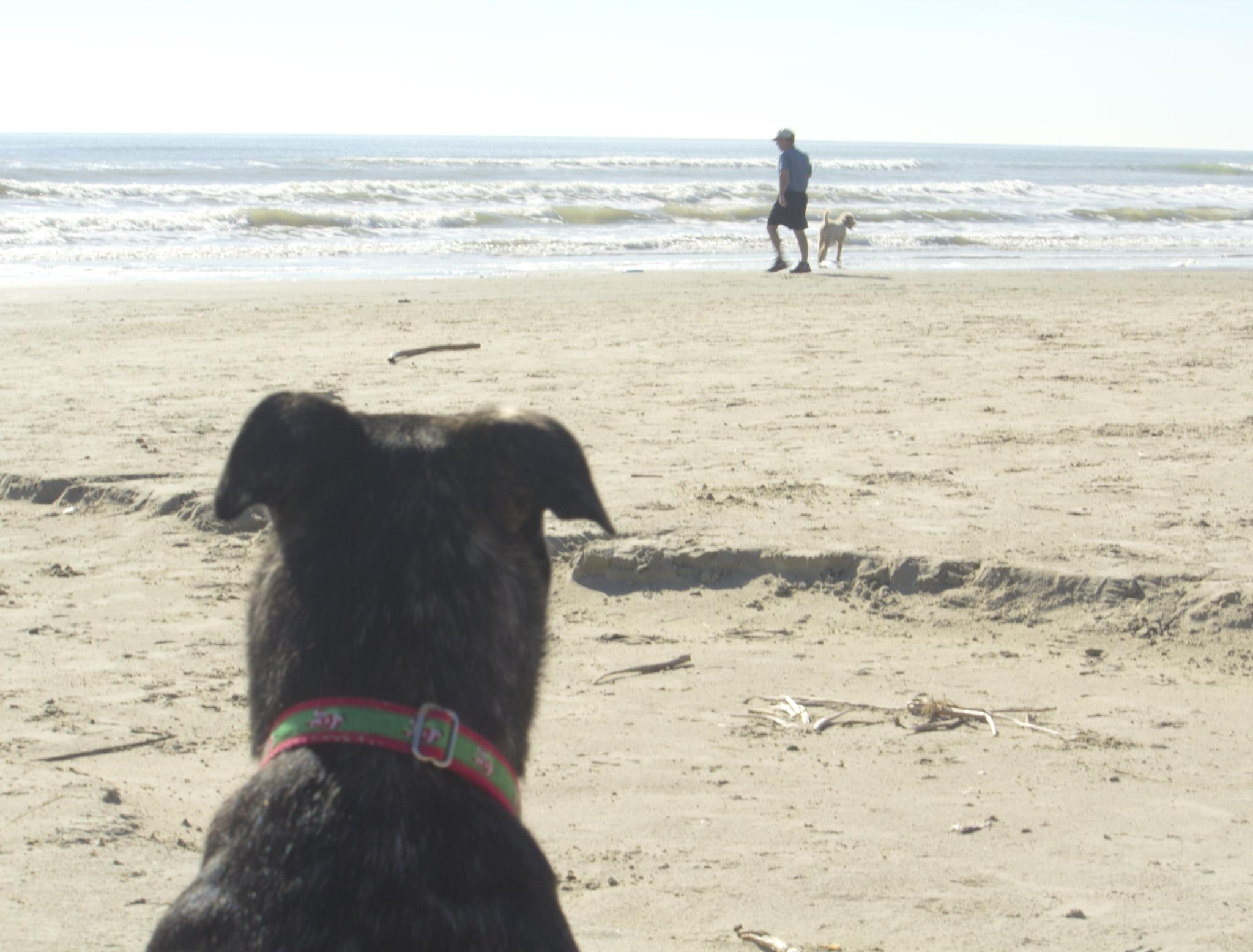 Playas caninas
