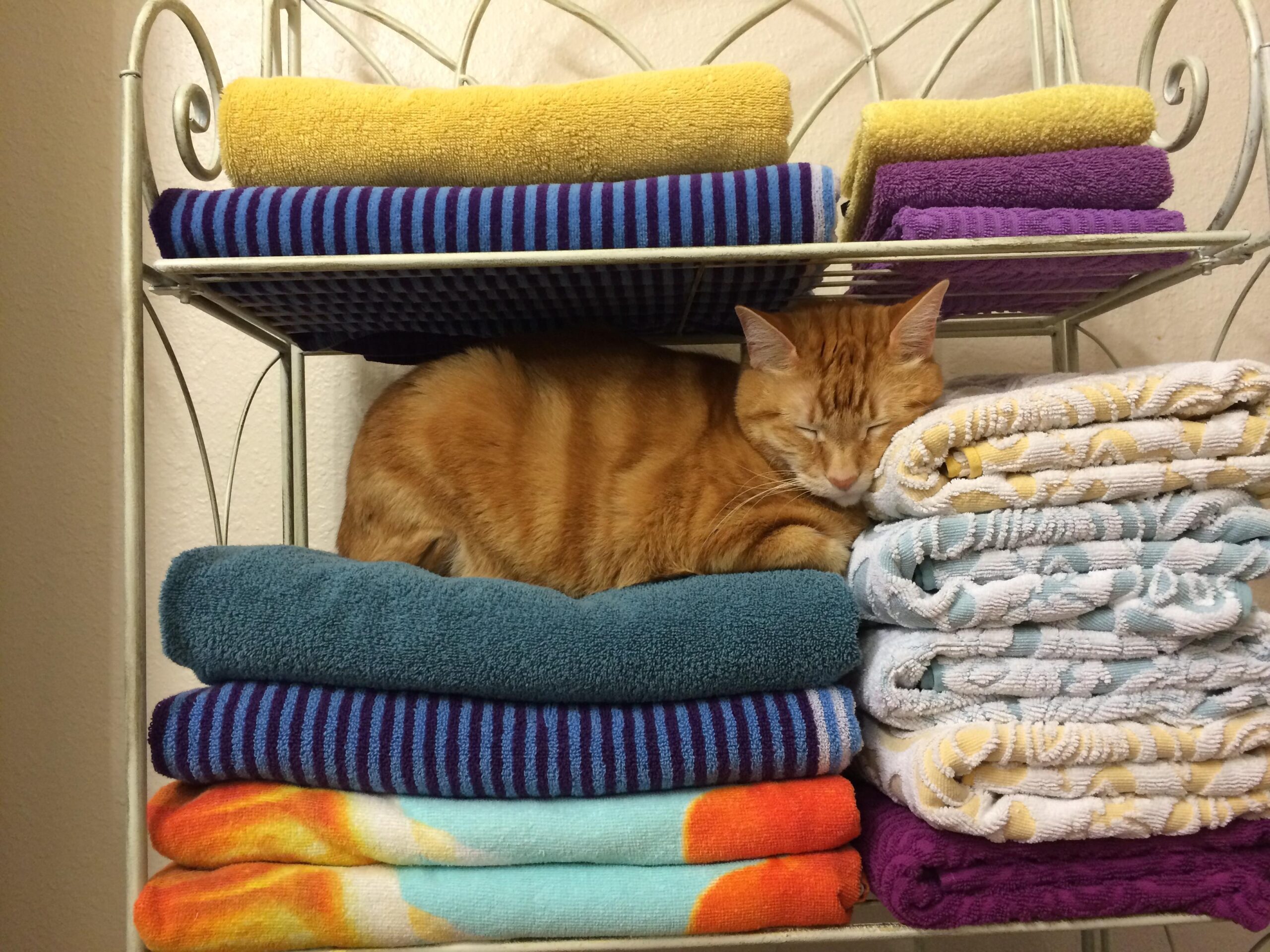 Cómo hacer que el baño de tu gato sea una experiencia agradable