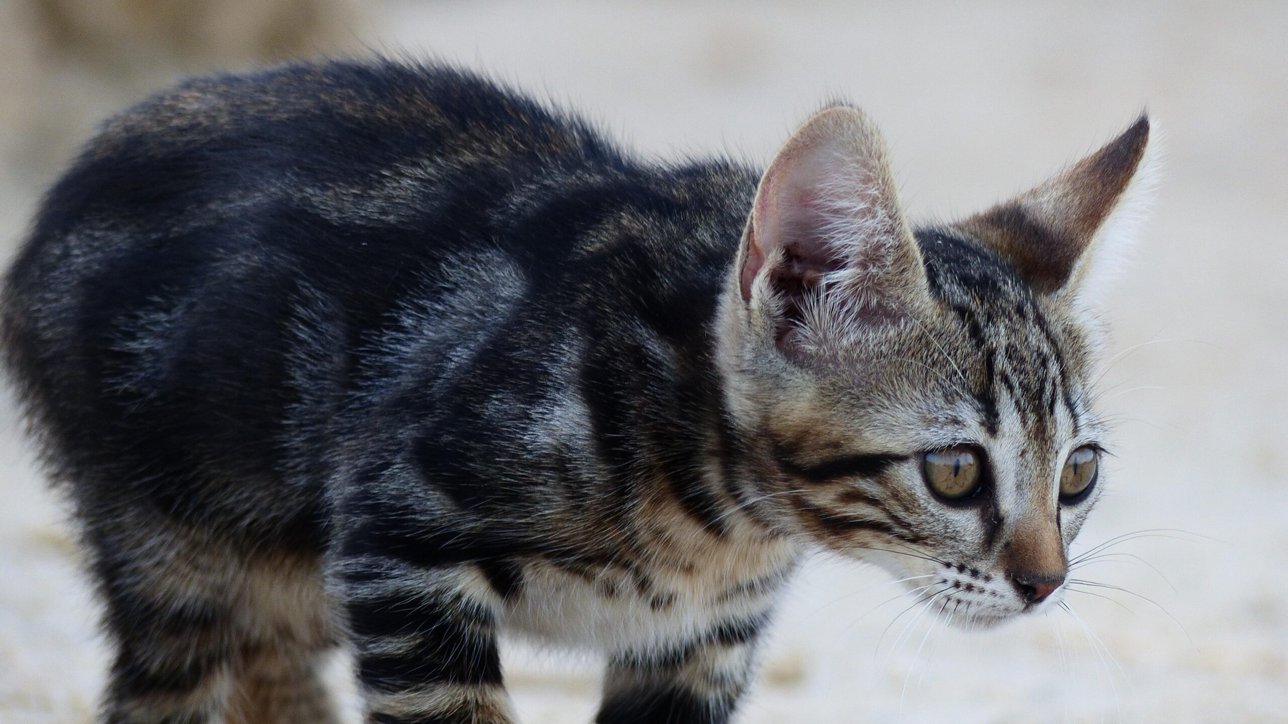 Cómo tratar los ácaros en los gatos