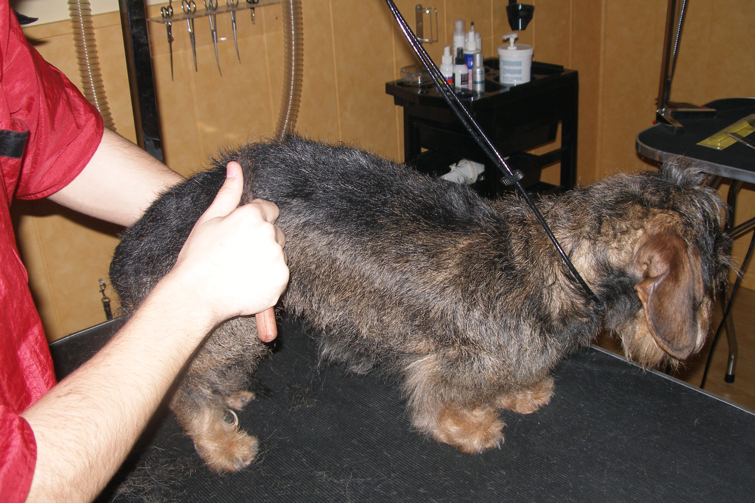 Stripping, una técnica canina saludable