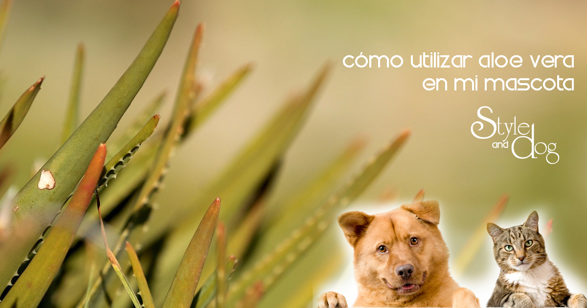 Aloe vera en mascotas