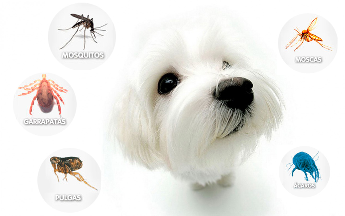 Cómo prevenir a tus mascotas de los parásitos